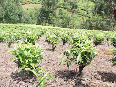 SMALL-SCALE FARMING COMMERCIALIZED: DON'T GET FIREWOOD FROM YOUR TEA FARM