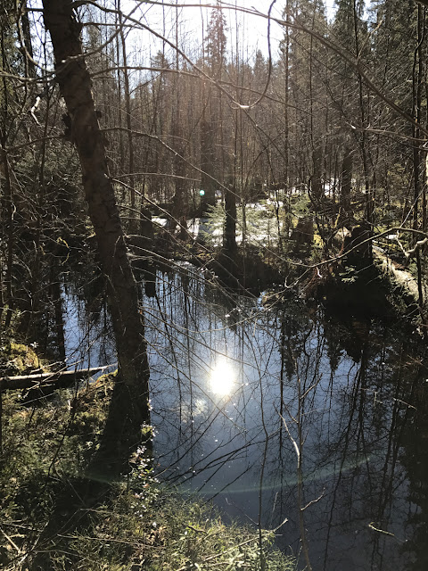 Klassarinkierros Nuuksiossa 3 Klassarinkierros Nuuksiossa 2