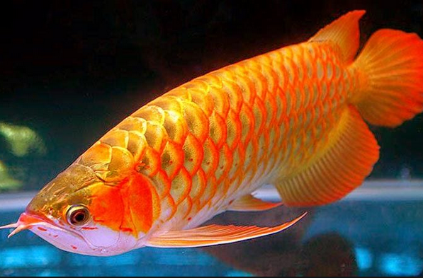 Gambar IKAN ARWANA Tercantik | IKAN LAGA