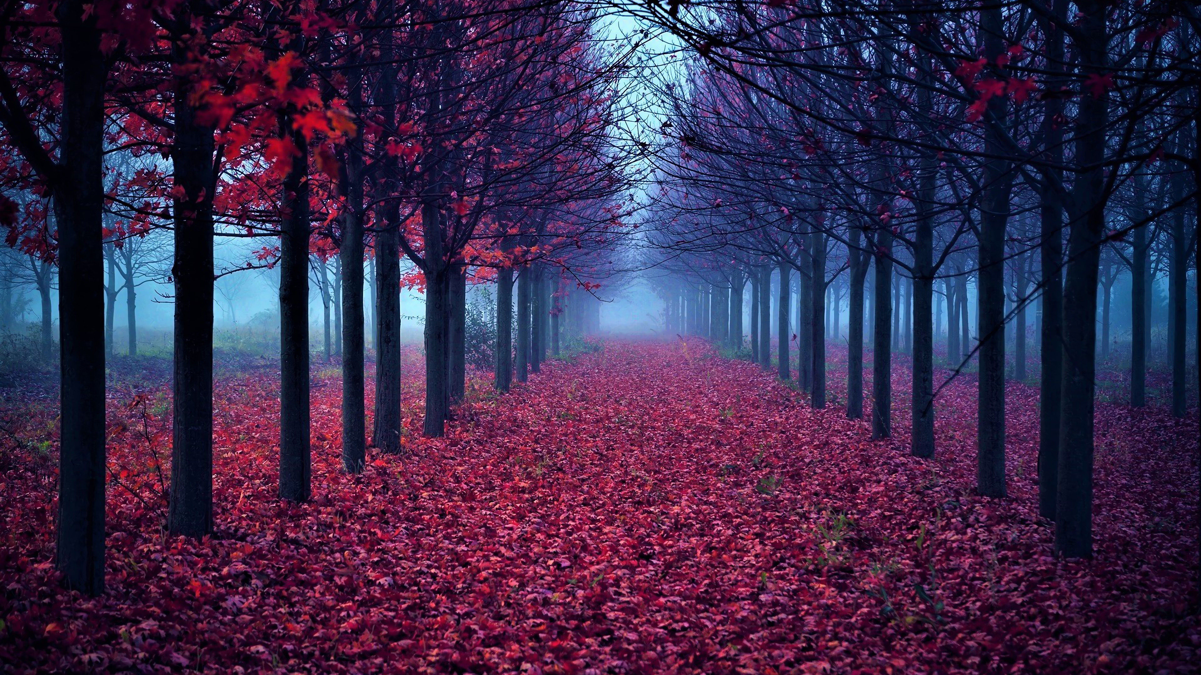 Red scene. Красивые леса. Красная осень. Красивое красное дерево. Розовый лес.