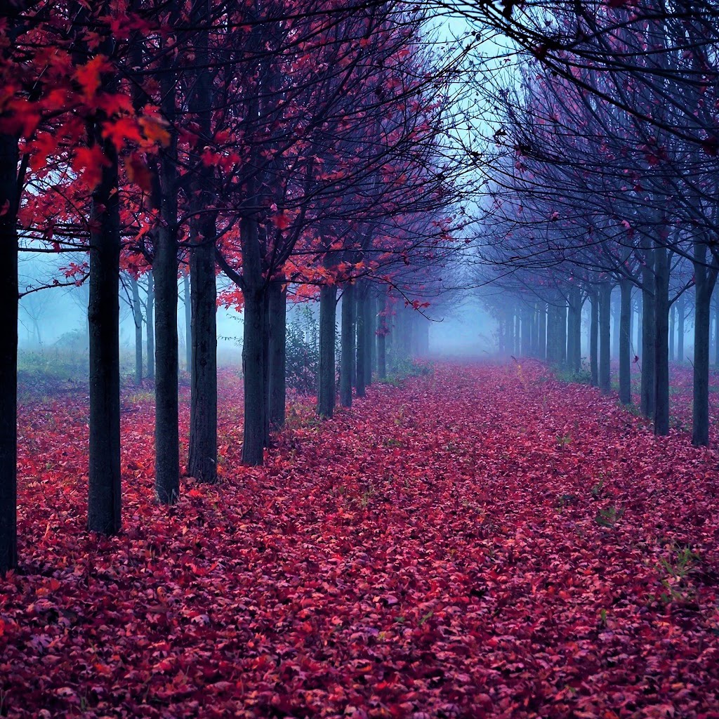 Forest, Fall, Nature, Trees, 4K, 3840x2160, #107 Wallpaper PC Desktop