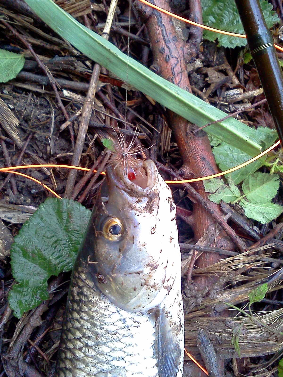 Armi usate web portal: Pesca a mosca