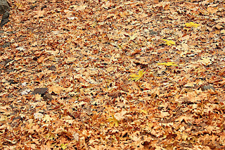 NATURAL TEXTURES leaves.jpg