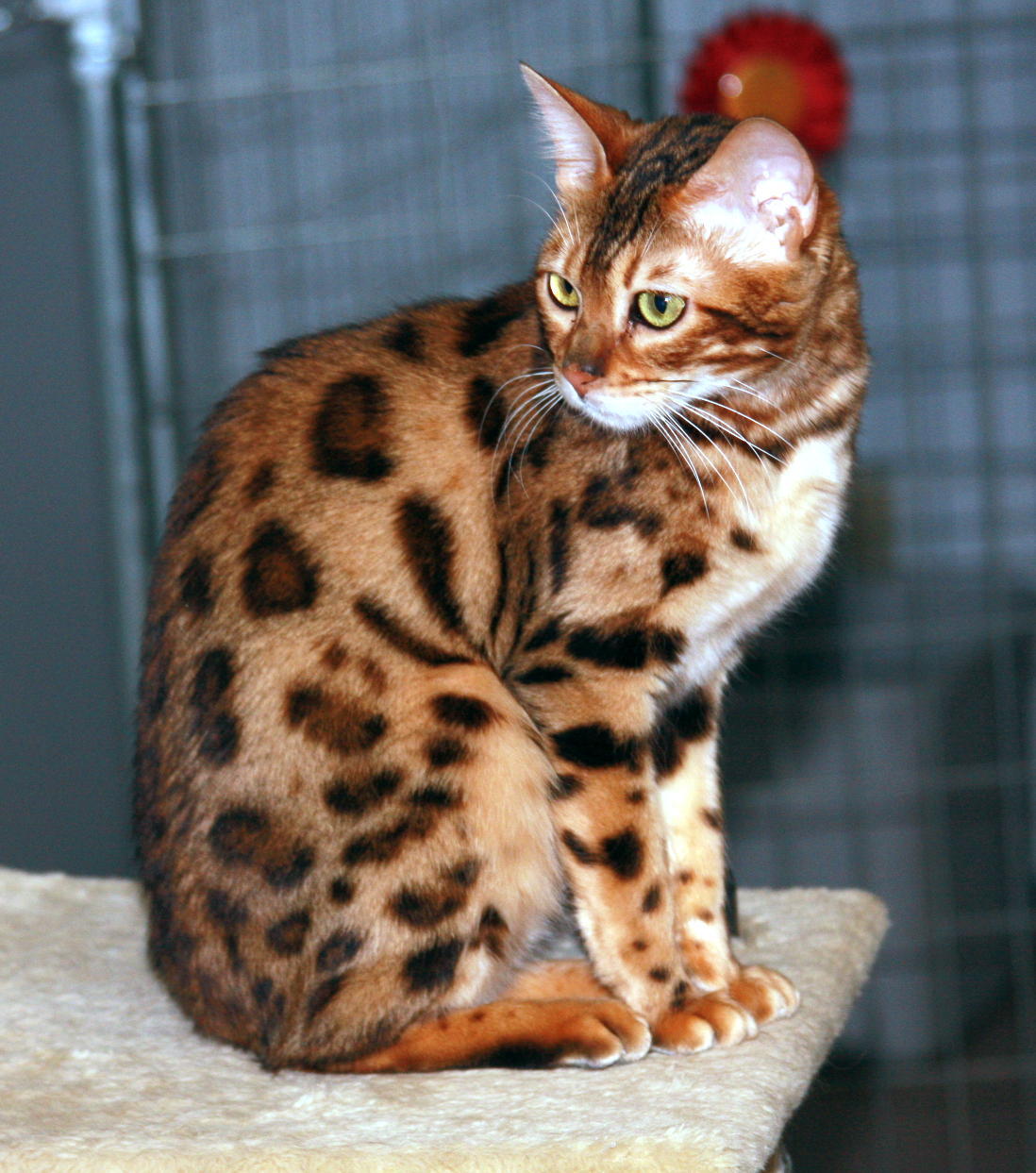 yma BENGAL KEDİLERİ
