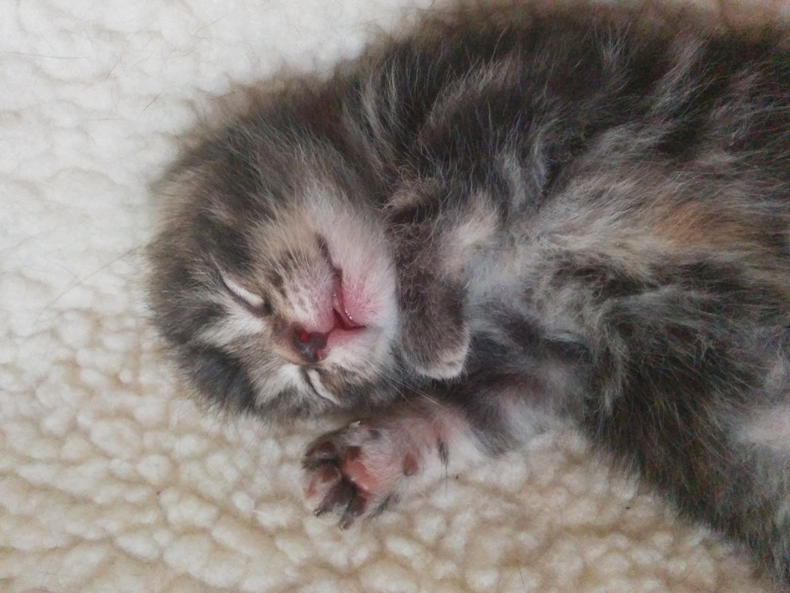 A Mothers Ramblings: 11 Day Old Kittens - Wordless Wednesday