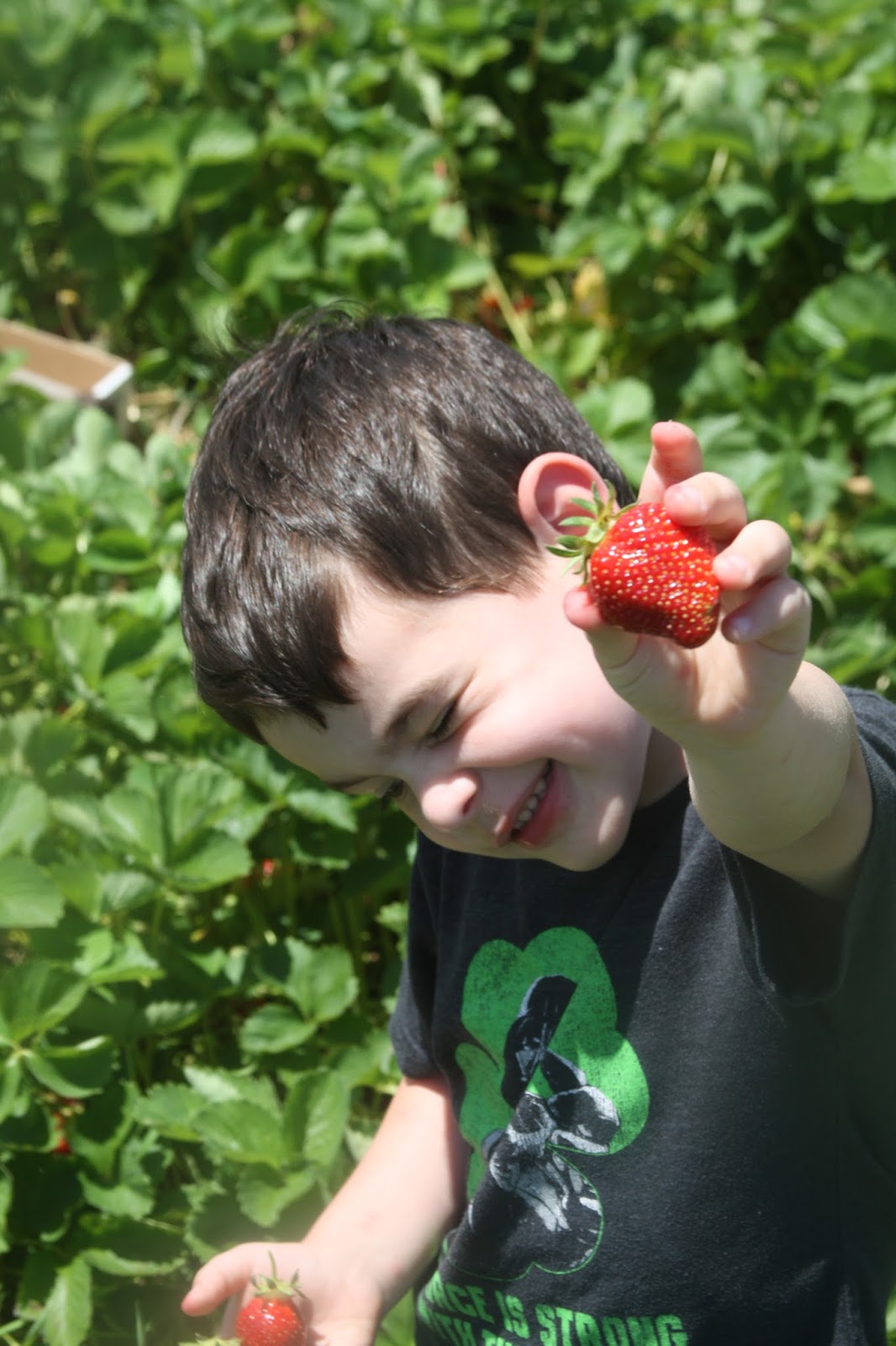 The Evolving Elseners Strawberry Picking
