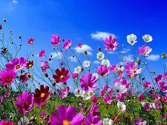 خلفيات, صورخلفيات, خلفية، صور خلفيات