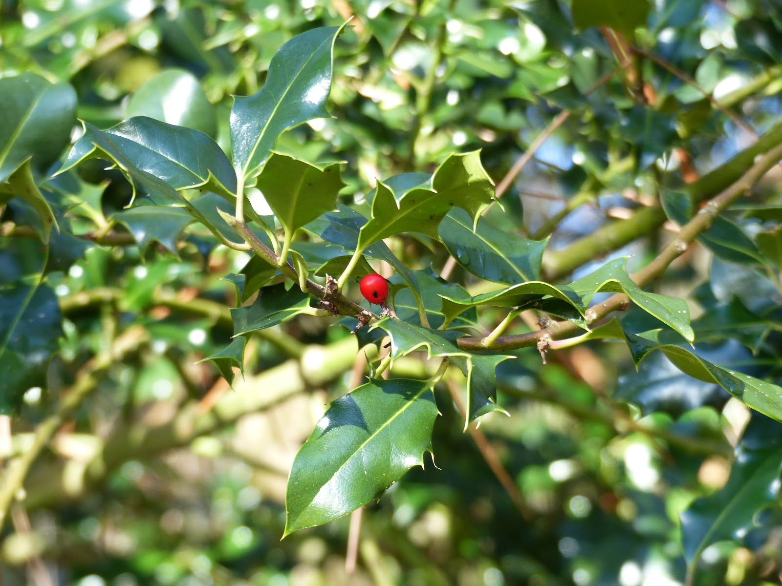 Bienvenue Dans Mon Jardin A Fille Sur Sarthe Les Premieres Fleurs