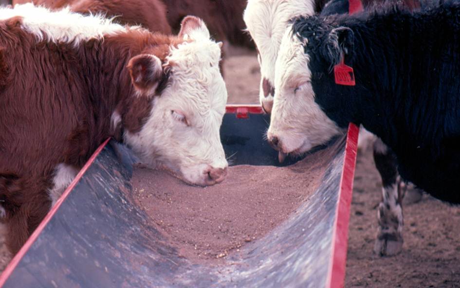 Southwest Region News Service Shopping for Best Mineral Supplement for