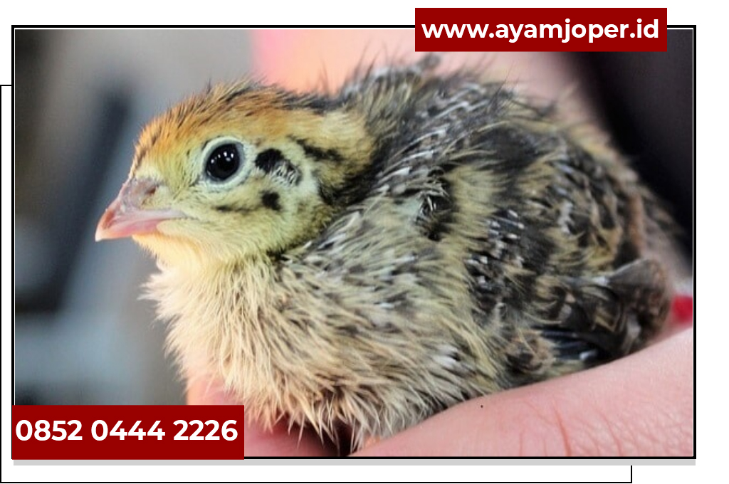 Harga Puyuh Goreng Harga Bibit Puyuh Lampung