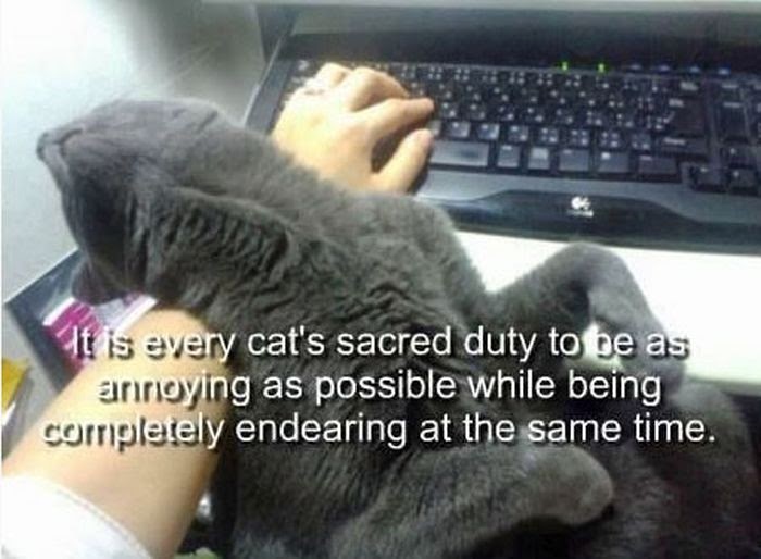 Struggles Only Cat People Will Understand4