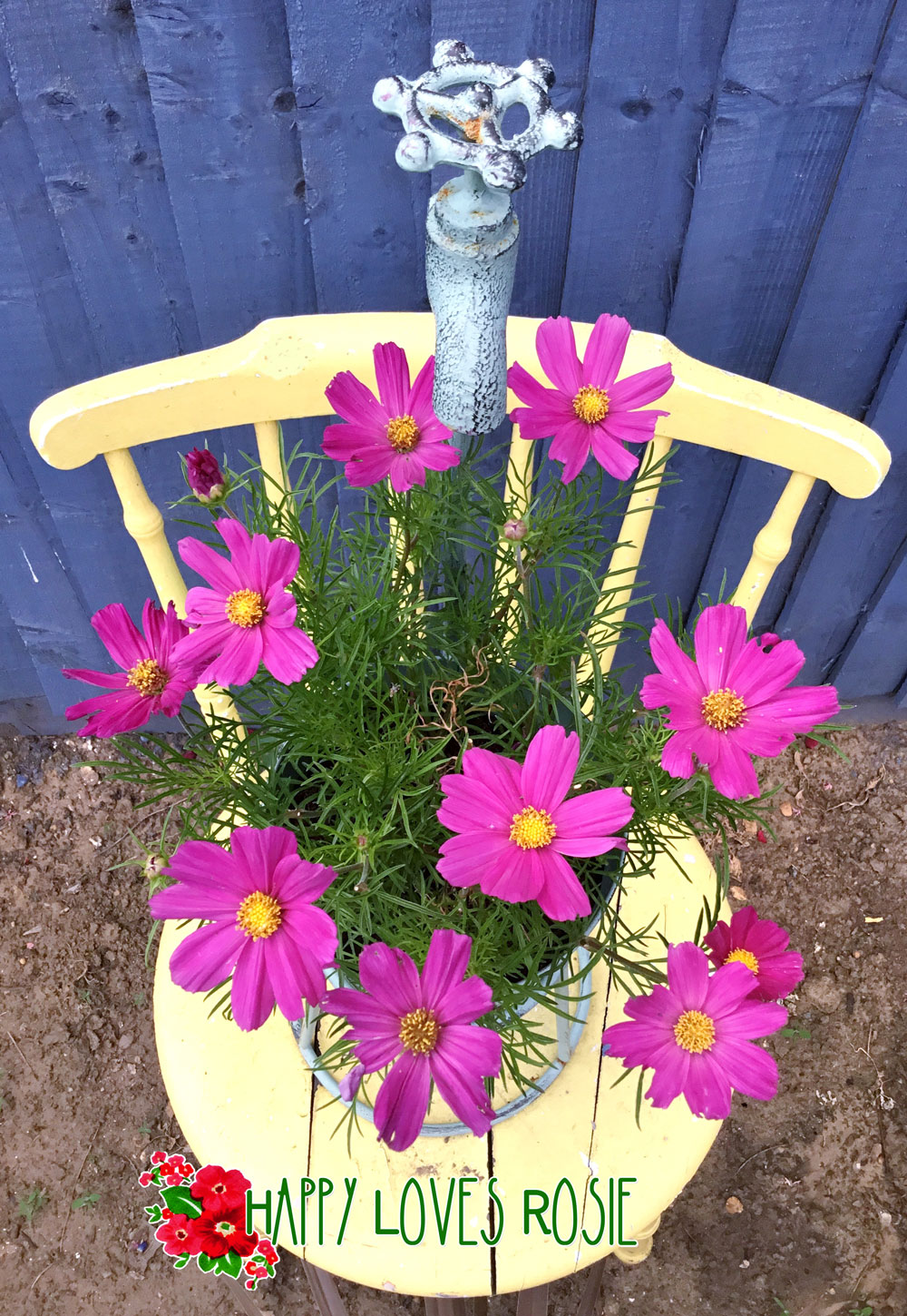Pretty Pink Cosmos sitting on a yellow chair