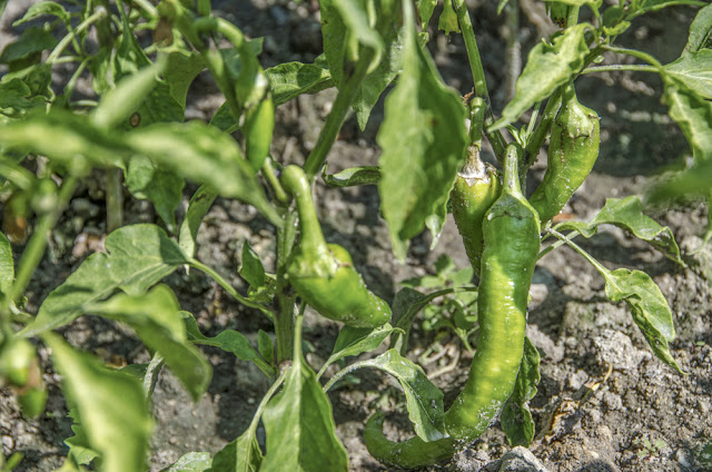 Pepper plant