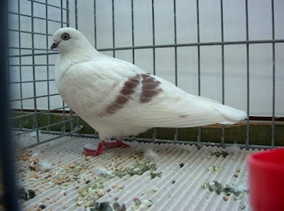german tumbler pigeons - Culbutant de Schöneberg