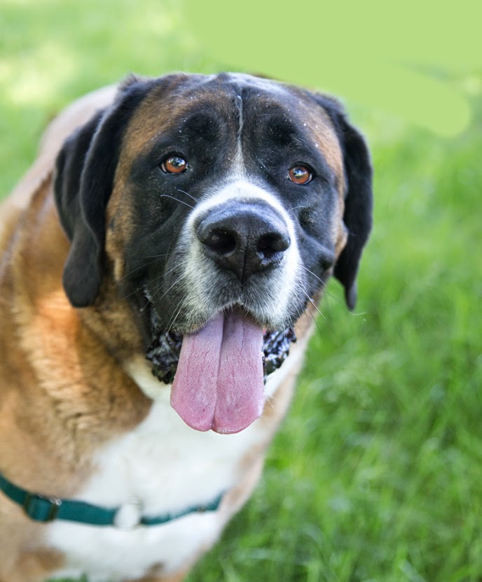 adopting a bullmastiff