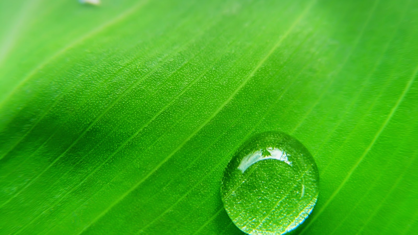 Water Droplet in Leaf Wallpaper - WallpapersXplore | Free HD Desktop