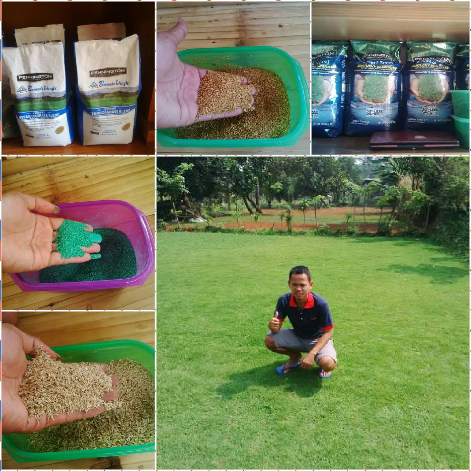 supplier benih rumput biji rumput grass seed biji supplier benih rumput biji rumput grass seed biji