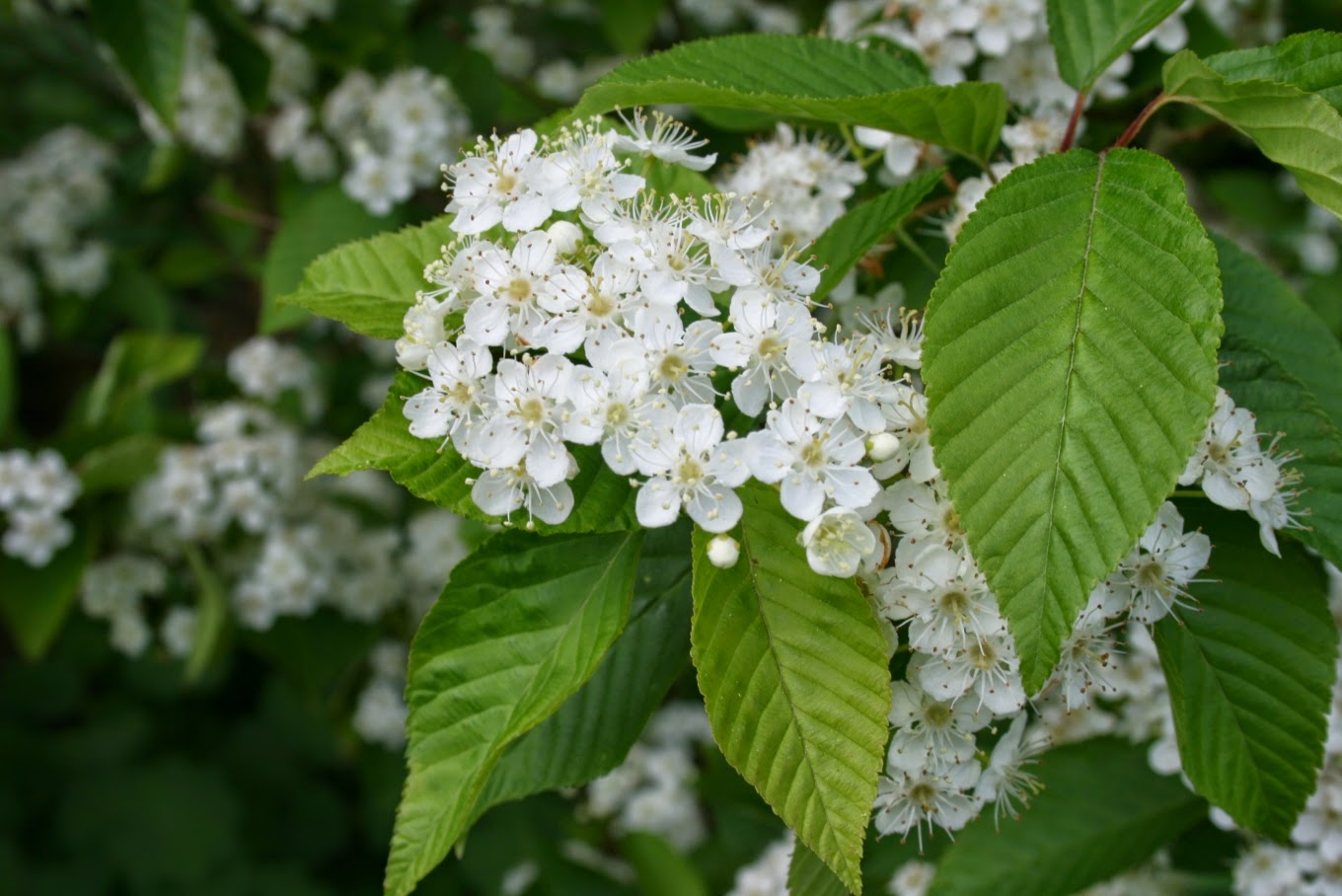 Trees Sorbus alnifolia Korean Whitebeam