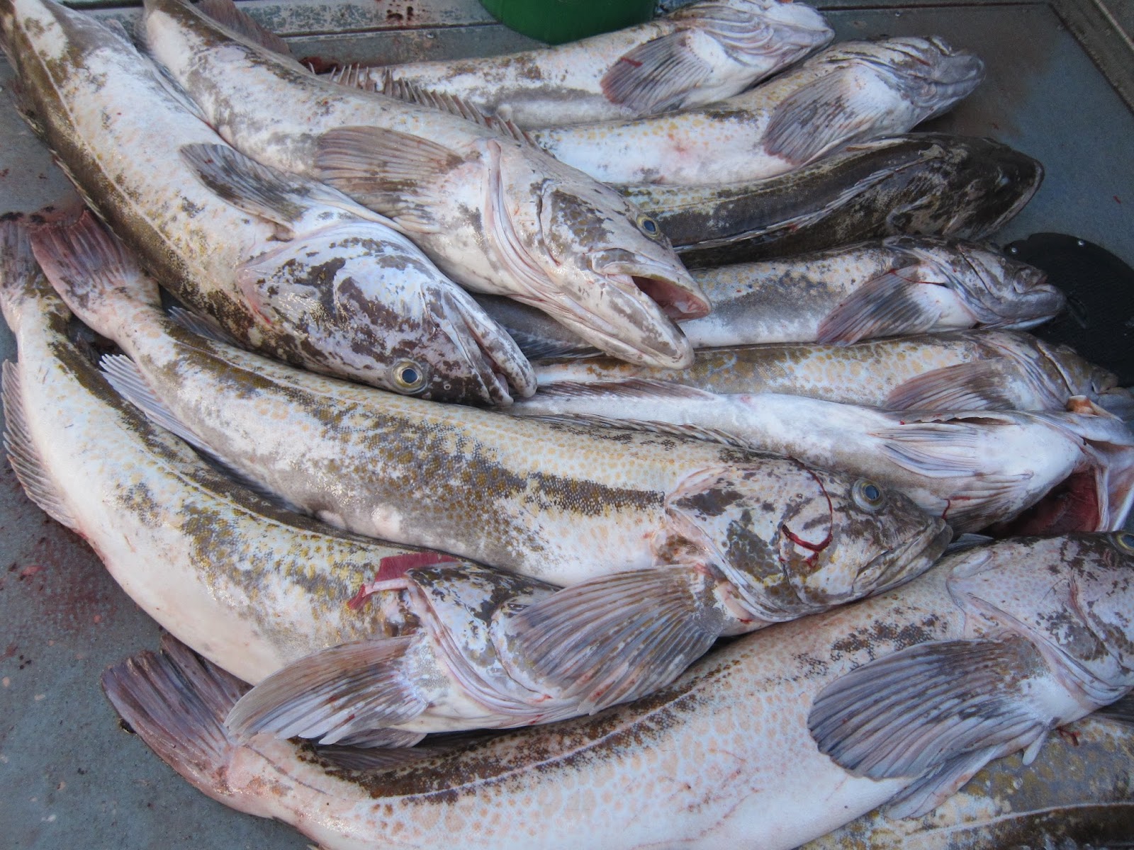 Todds Extreme Fishing Neah bay halibut lingcod and sea bass
