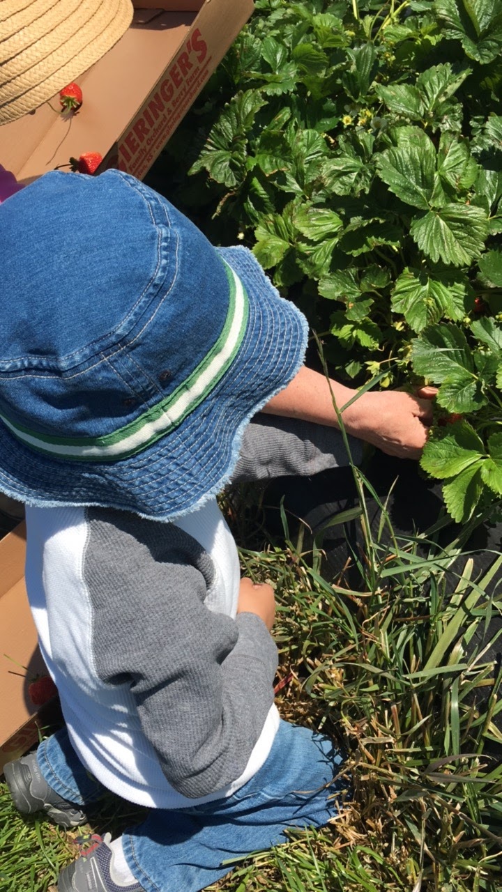 This Kansas City Mama KC Fun Strawberry Picking at Gieringer Orchard