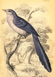 birds illustration bird illustrations tailed prints scientific flickr flycatcher botanical collage plata