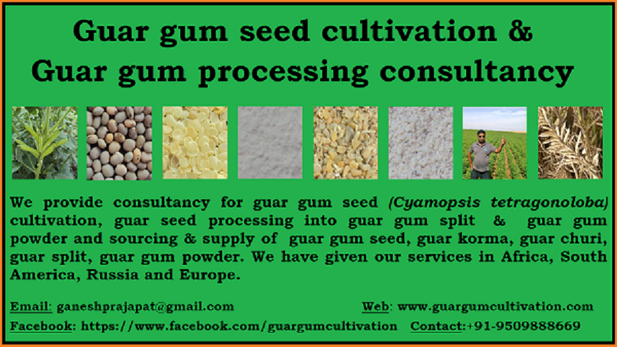 GUAR GUM INFORMATION AND GUAR GUM CULTIVATION IN INDIA Guar Seed