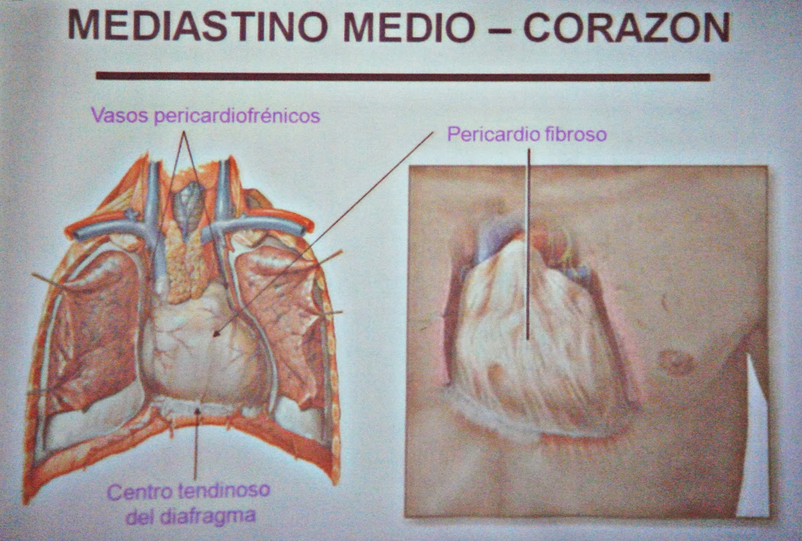 Características, estructura y funciones del Corazón (Sistema circulatorio)