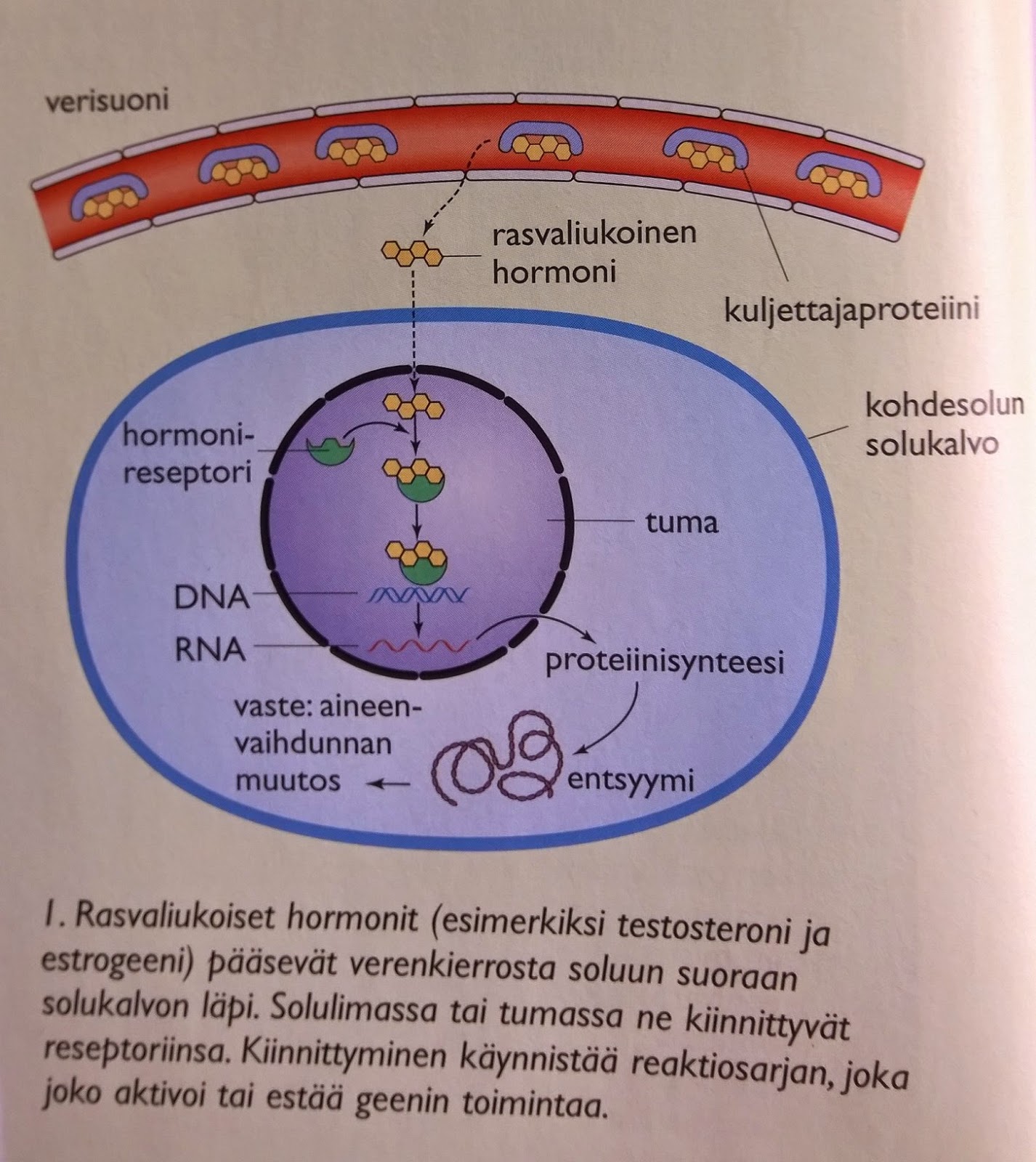 Kurssi 4 Ihmisen Biologia Kappale 5 Hormonit Ovat Elimist n Toimintaa kurssi-4-ihmisen-biologia-kappale-5-hormonit-ovat-elimist-n-toimintaa