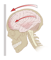 10% of our brain myth