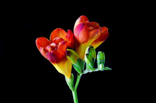 Unduh 800 Wallpaper Bunga Freesia HD Terbaik Unduh 800 Wallpaper Bunga Freesia HD Terbaik