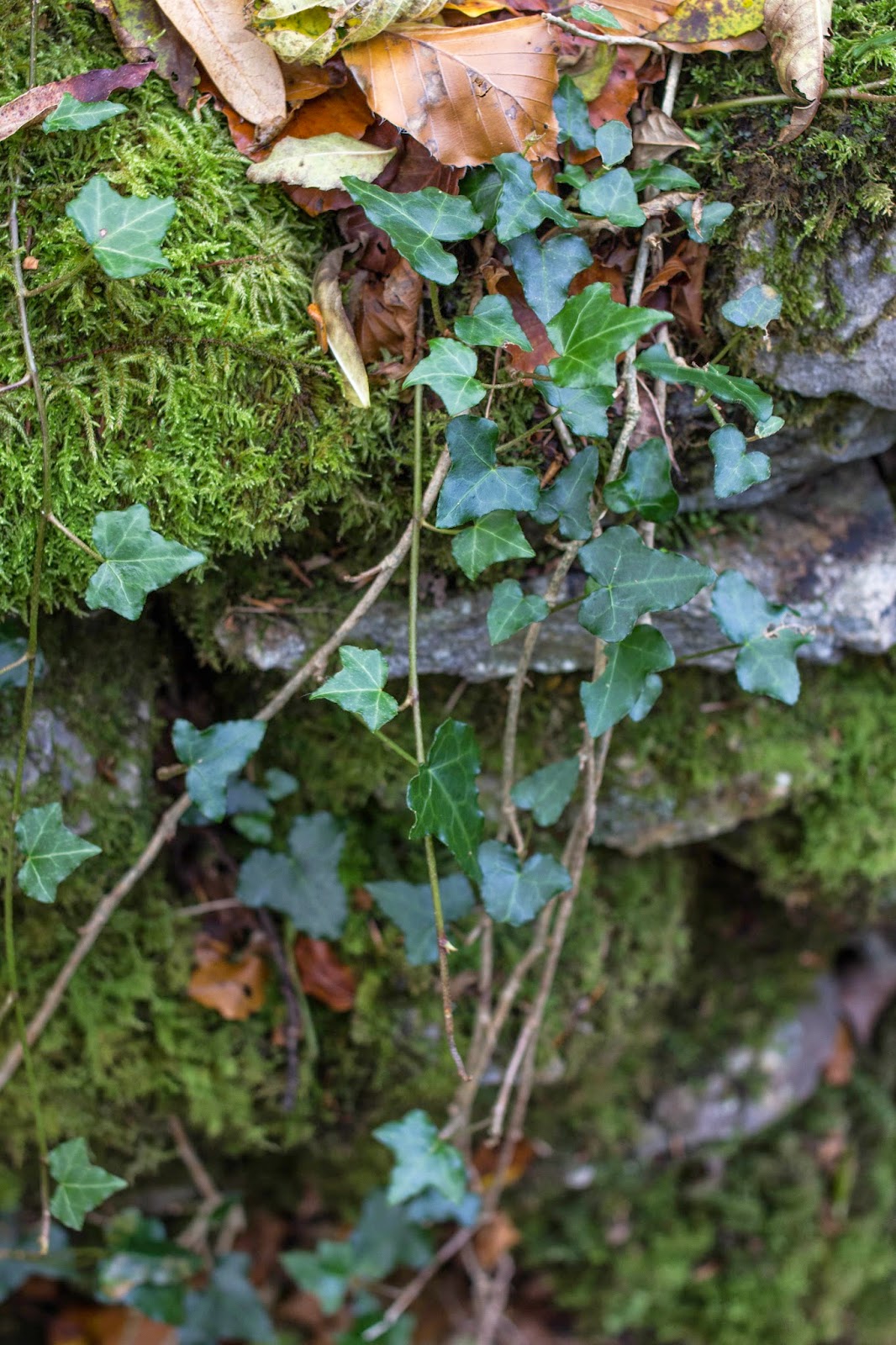 Lens and Larder Food Styling Photography Retreat