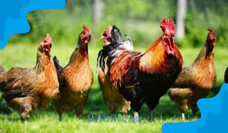 Arti Mimpi Menangkap Ayam Menurut Primbon Jawa