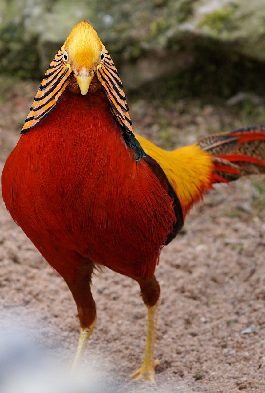 Picture of a beautiful golden pheasant.