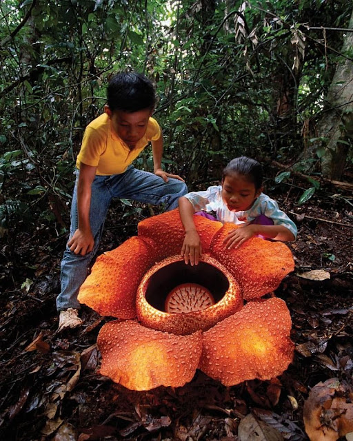 Gambar Bunga Rafflesia Di Bengkulu