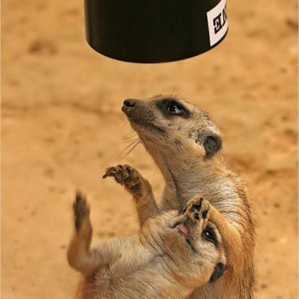 12 Most Fabulous Animals Behaving Like A Boss Wallpapers In HD