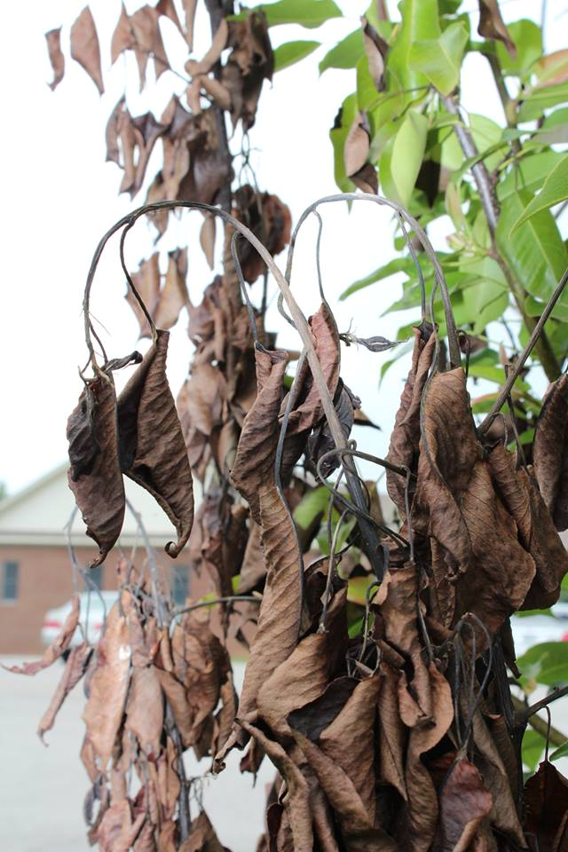 UK Diseases of Fruit Crops & Ornamentals Untangling the  of