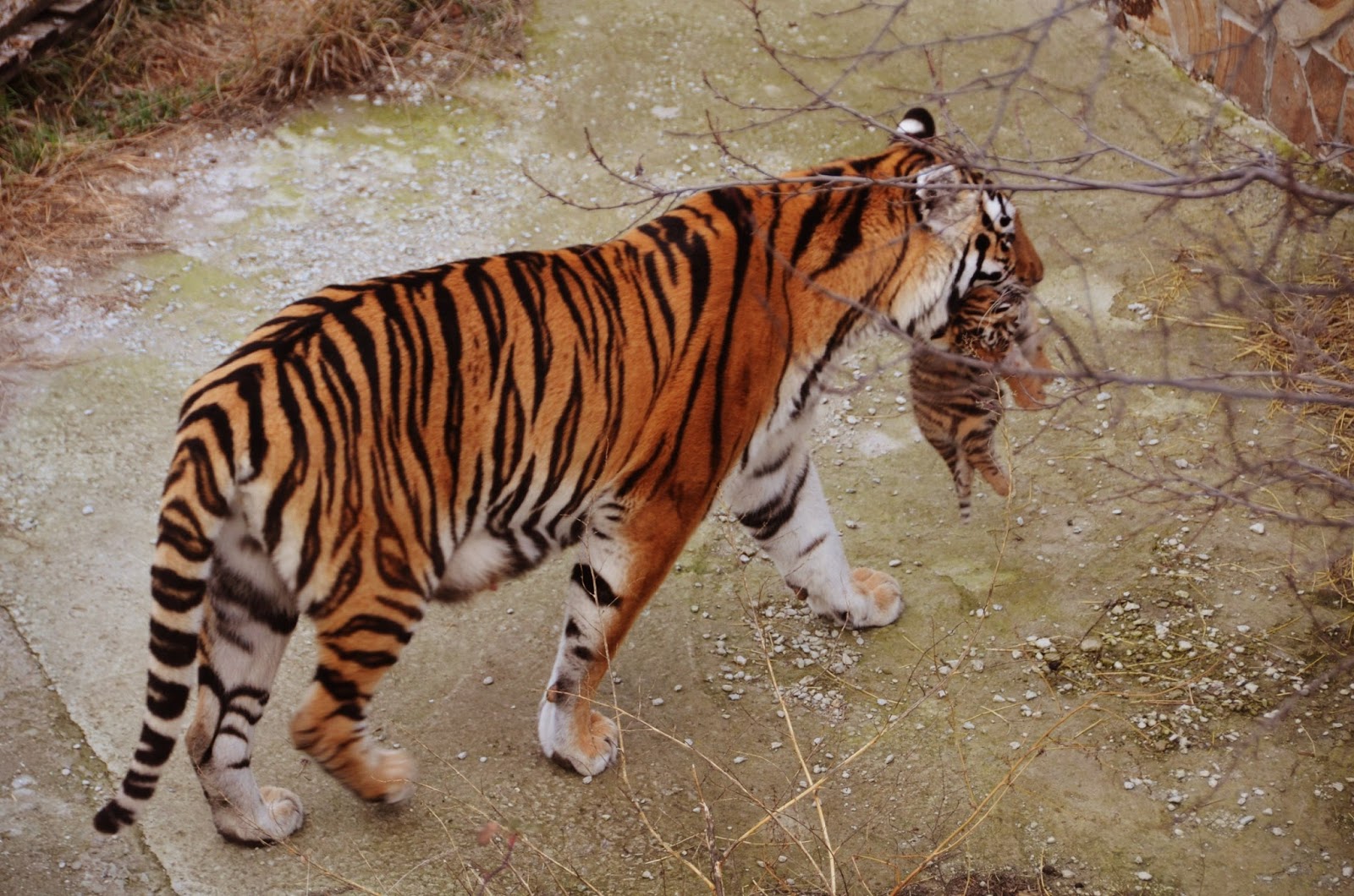 парк тигров тайган. тайган сафари парк олег зубков. парк львов тайган. парк тайган тигры. тайган сафари парк животные.
