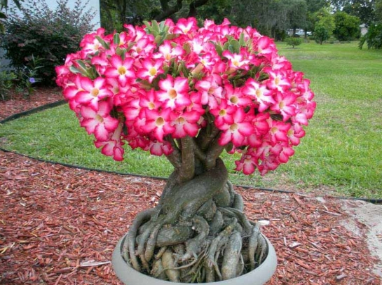 Featured image of post Cara Membuat Bonsai Kamboja Cara menanam bunga kertas sebelum di bonsai