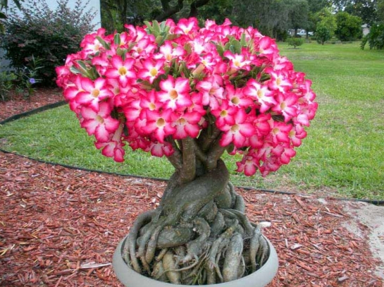 7 Langkah Membuat Bonsai Adenium