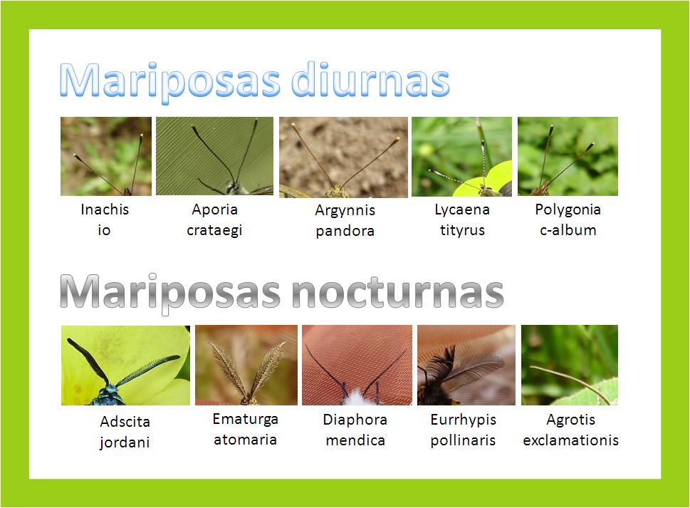 Mariposas y orugas (Volvoretas e eirugas) Mariposas diurnas y
