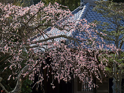 Ume (Prunus mume) blossoms: Kaizo-ji