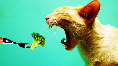 Abomini vegani alimentazione animali Alimentazione animali contro natura