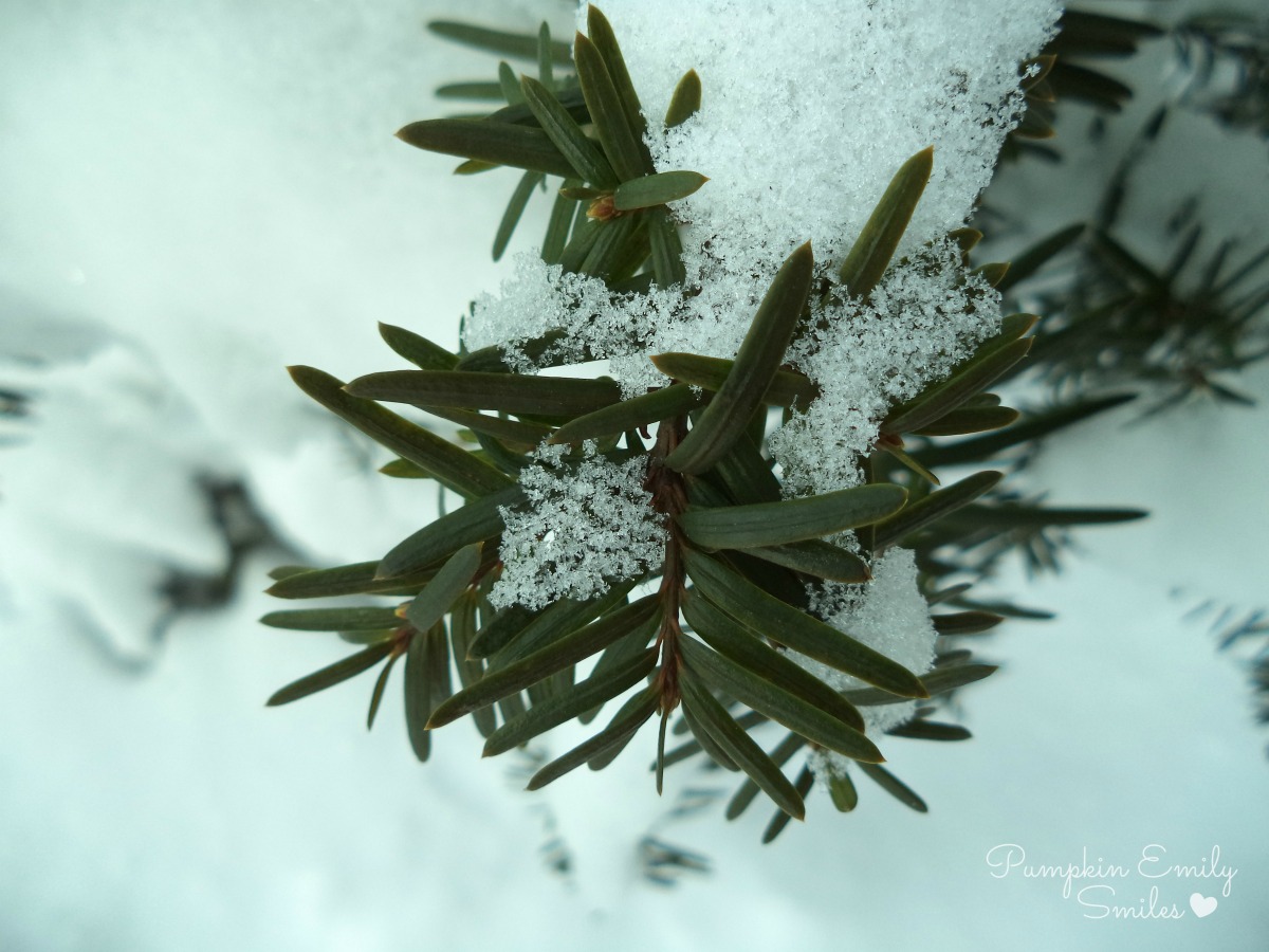 Snow on a tree.