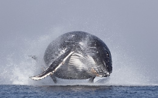 범고래 Vs혹등고래 | 인스티즈