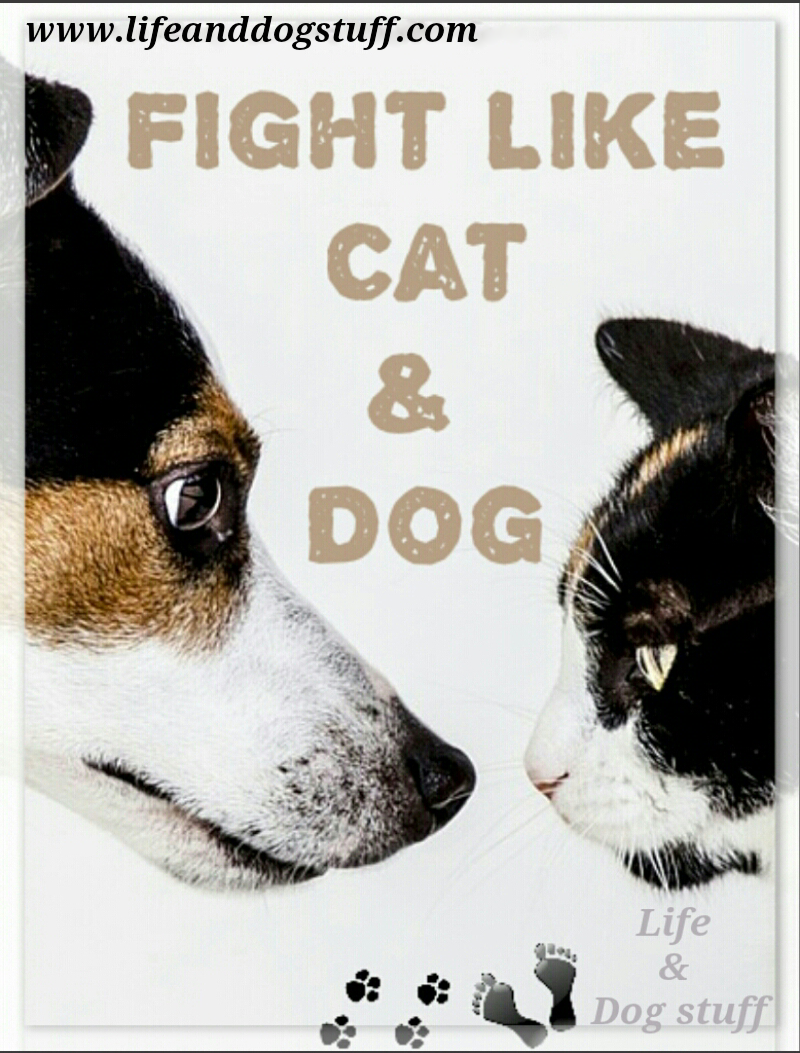 Fight Like Cat and Dog Life and Dog Stuff
