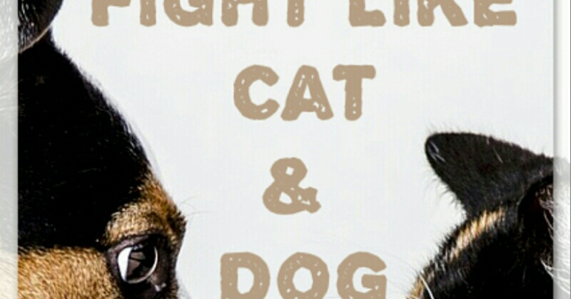 Reason People Prefer Cats Over Dogs Reason People Prefer Cats Over Dogs