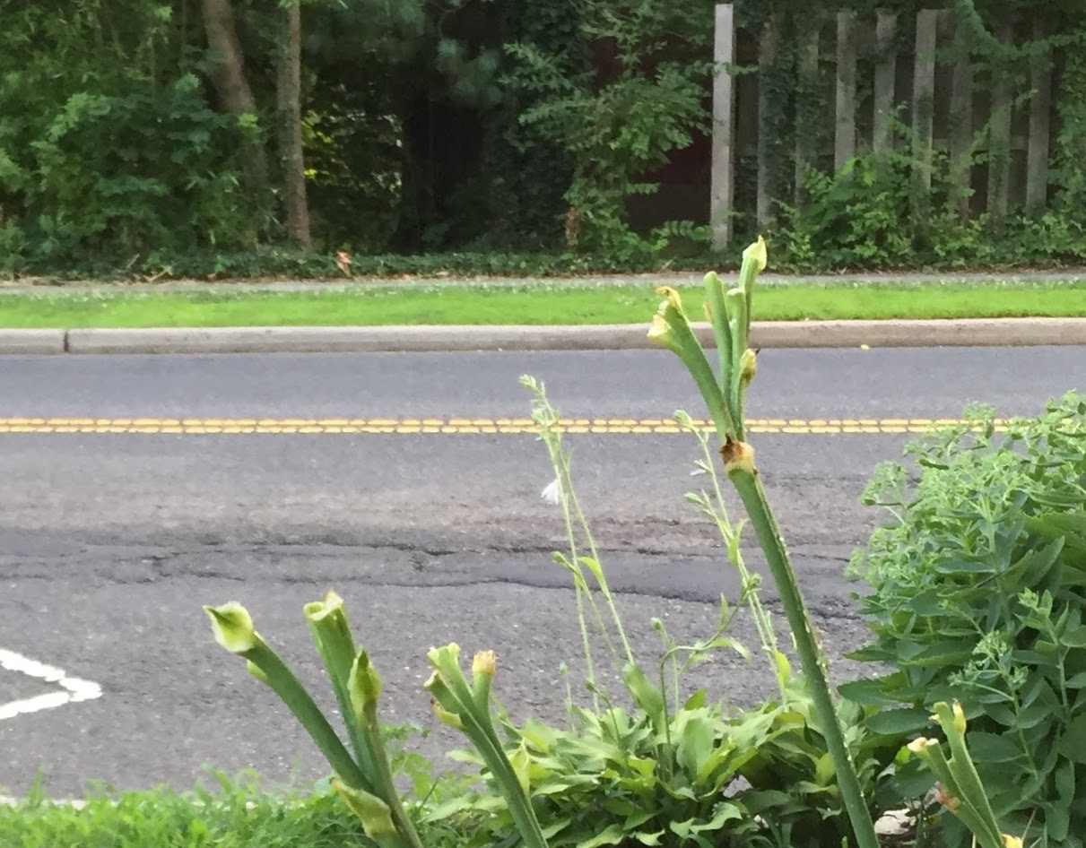 Princeton Nature Notes Who's Been Eating Our Lilies? An Update on