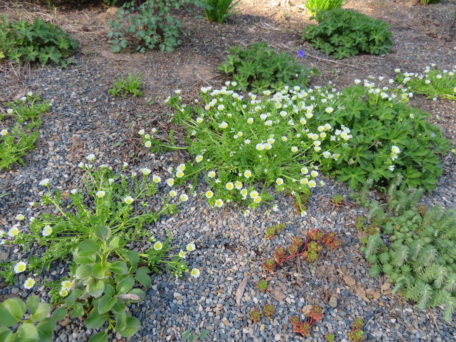 Future Plants By Randy Stewart Deutzia