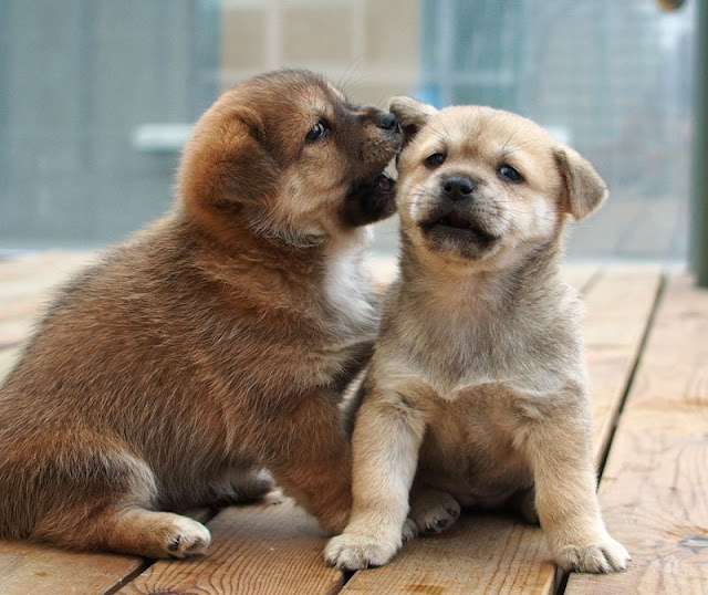 One puppy whispers to another about two new blog posts