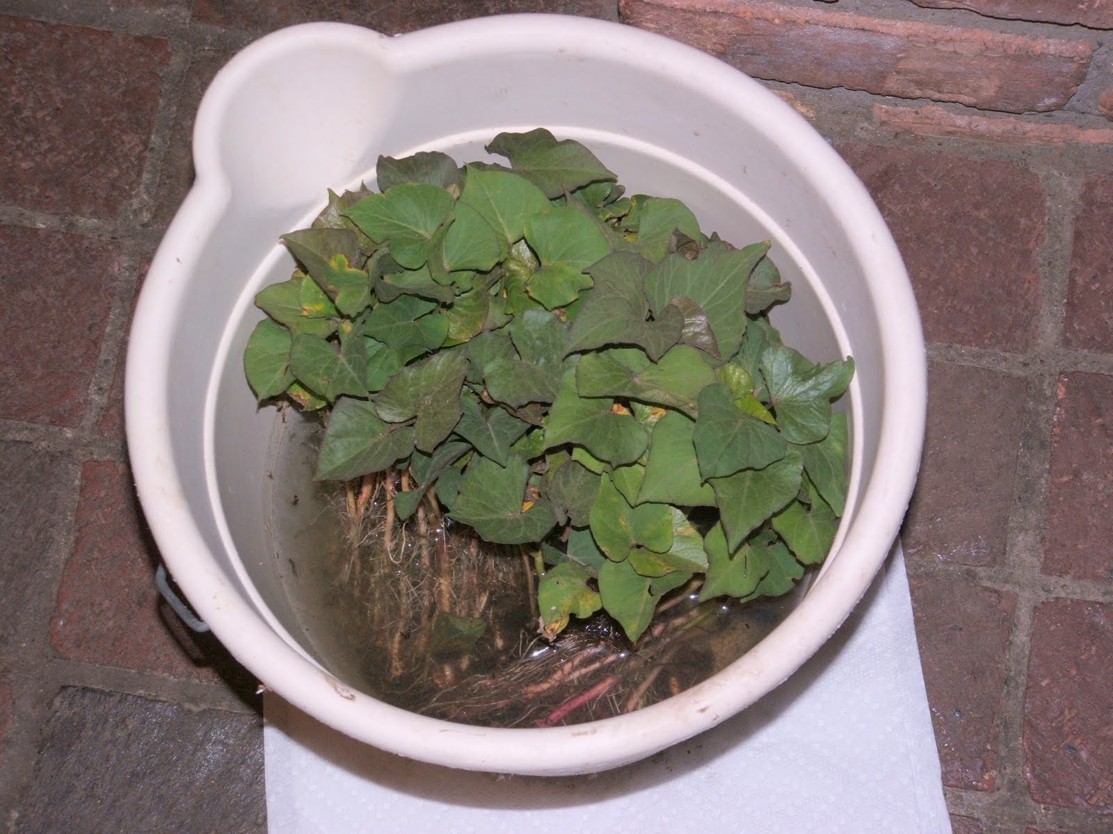 God's Growing Garden Planting Sweet Potatoes